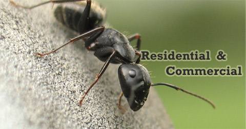 ESPE – EnviroSystems Pest Management, Inc. — specializes in providing pest management services to commercial and residential areas while using the latest pest control technology
